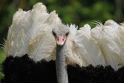 Close-up of ostrich