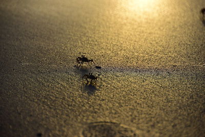 Close-up of insect on sand at beach