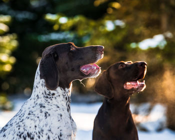 Close-up of a dog