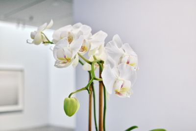 Close-up of white orchids at home