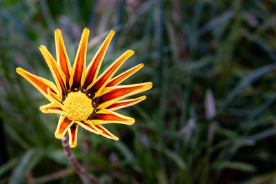 A single yellow and orange flower opening up into full bloom on a walk in marbella spain