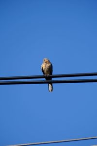 Low angle view of bird perching on cable against clear sky