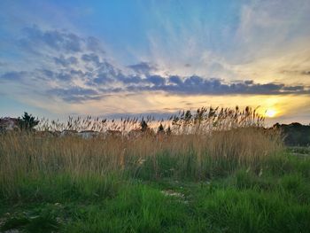 Grass on field against sky during sunset