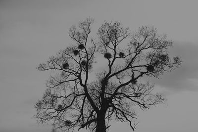 Low angle view of bare tree against clear sky