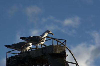 Low angle view of seagull perching on metal against sky