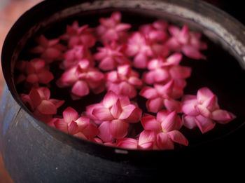 Close-up of pink flowers