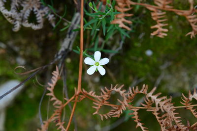 Close-up of flowering plant