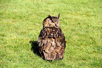 Eagle owl on grassy field