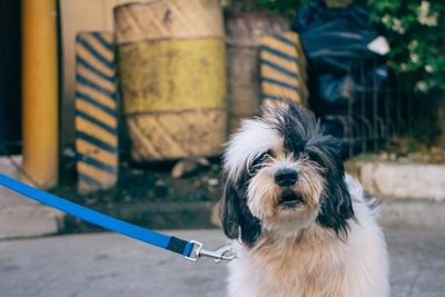 Dog on footpath