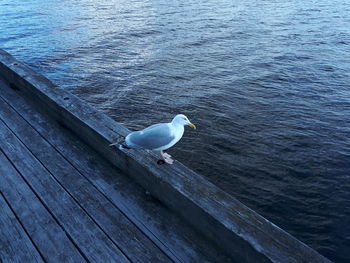 High angle view of seagull perching on wood