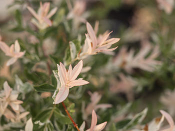 Close-up of leaves on plant