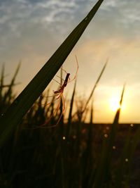 Close-up of insect on plant at sunset