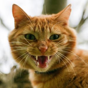 Close-up portrait of a cat