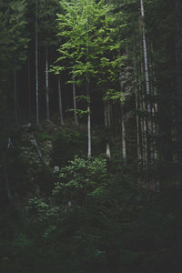 Trees in forest