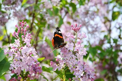 Close-up of butterfly pollinating on pink flower