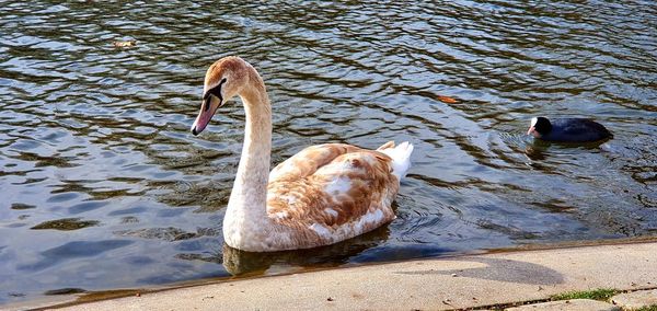 High angle view of swan floating on lake