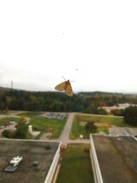 Close-up of insect flying against clear sky