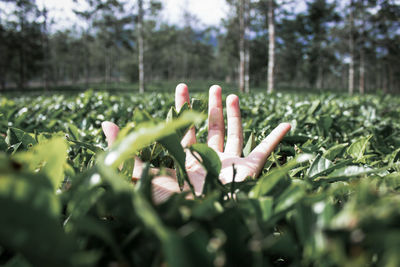 Close-up of hand on plant