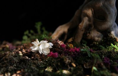 Close-up of flowers blooming on field