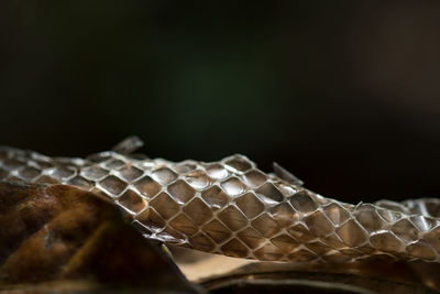 Close-up of lizard