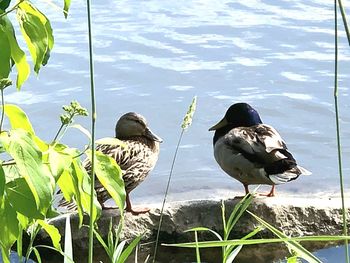 Birds perching on a lake