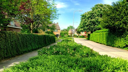 View of footpath in garden