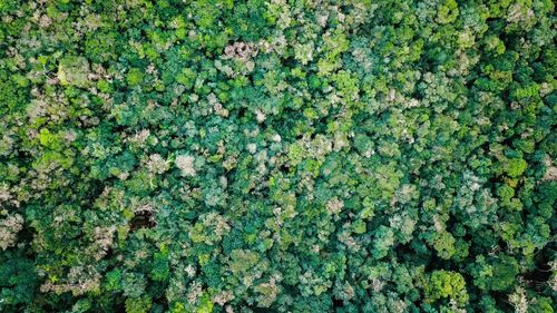 High angle view of plants growing on field