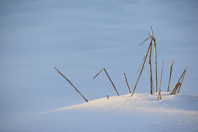 Dry stalks of weeds at golden light in winter snow, horizontal shot
