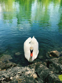 High angle view of swan in lake