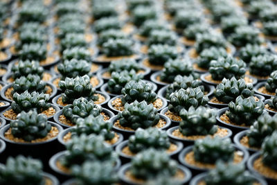 Full frame shot of succulent plants