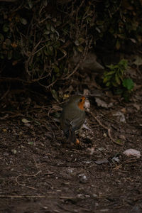 Bird perching on a field