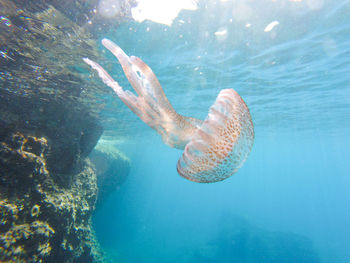 Close-up of jellyfish swimming in sea