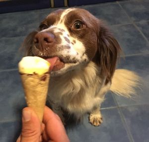 Close-up of dog holding ice cream