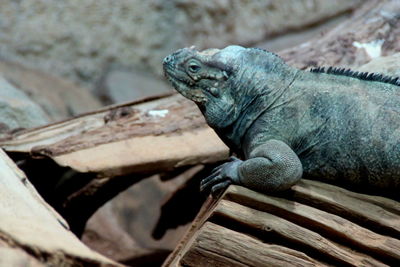 Close-up of lizard