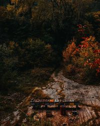 Trees in forest