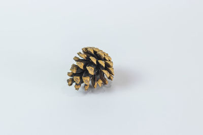 Close-up of pine cone against white background