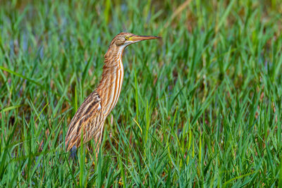 Bird perching on a field