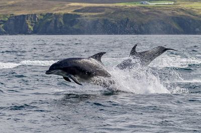 Dolphin swimming and breaching in sea