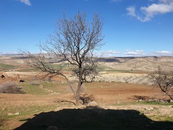 Bare tree on field against sky