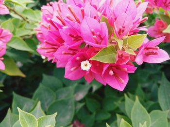 Close-up of pink flowering plant