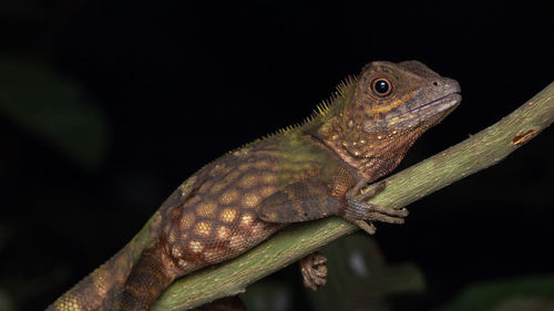 Close-up of a lizard on tree