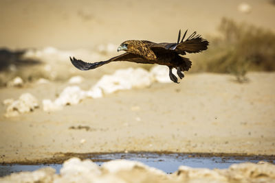 Close-up of bird flying over beach