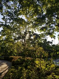 Trees by plants in forest against sky