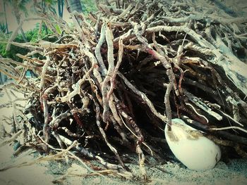 High angle view of tree