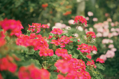 Close-up of yellow flowering plants