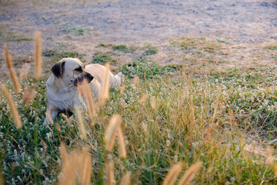 Dog running on field