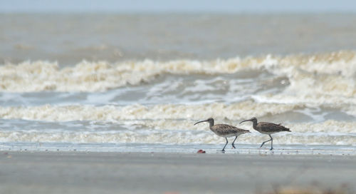 Seagulls on beach