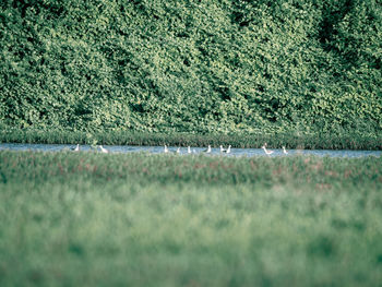 Scenic view of land on field in forest