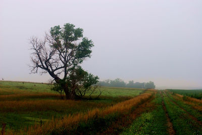 Tree on field against sky