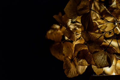 Close-up of leaves against black background